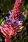 Blue and Red Flower Poster Print by George Johnson - Item # VARPDXPSJSN198